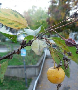 VielblÃ¼tiger Apfel Frucht