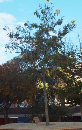 Blauglockenbaum Habitus