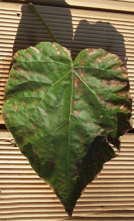 Kiri-Baum Blatt
